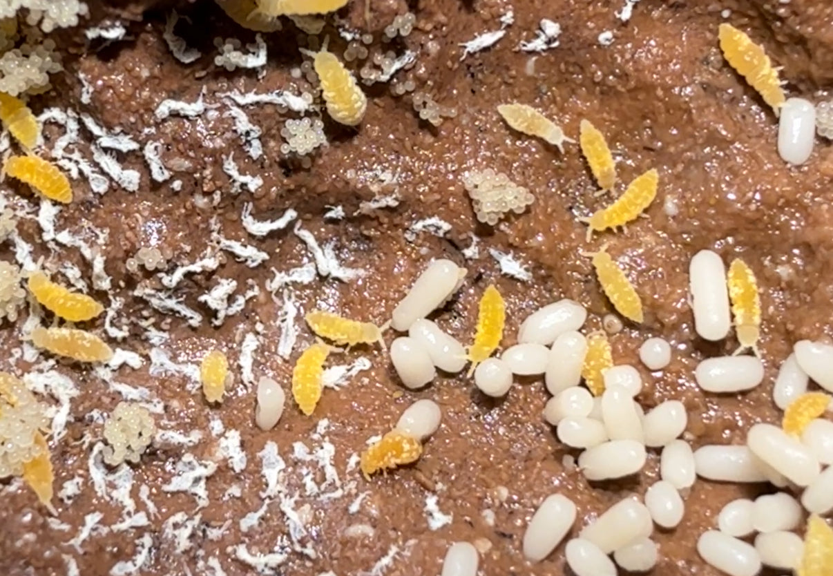 Yellow "Albino" Springtails (Ceratophysella Sp.) on Clay