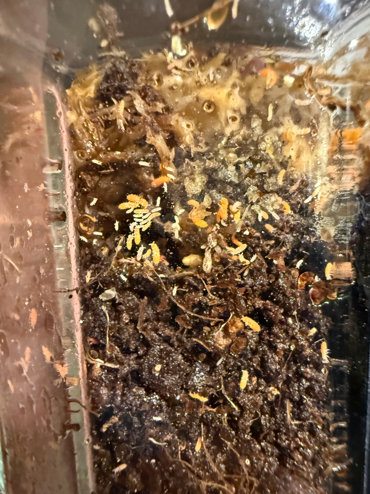 Orange Springtails (Yuukianura aphoruroides) on Sphagnum