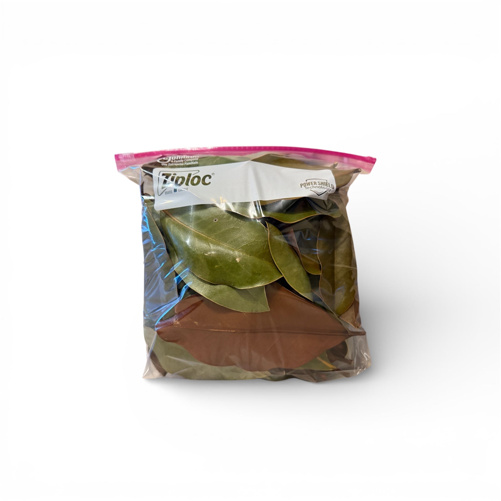 Terrarium-Safe Magnolia Leaf Botanicals