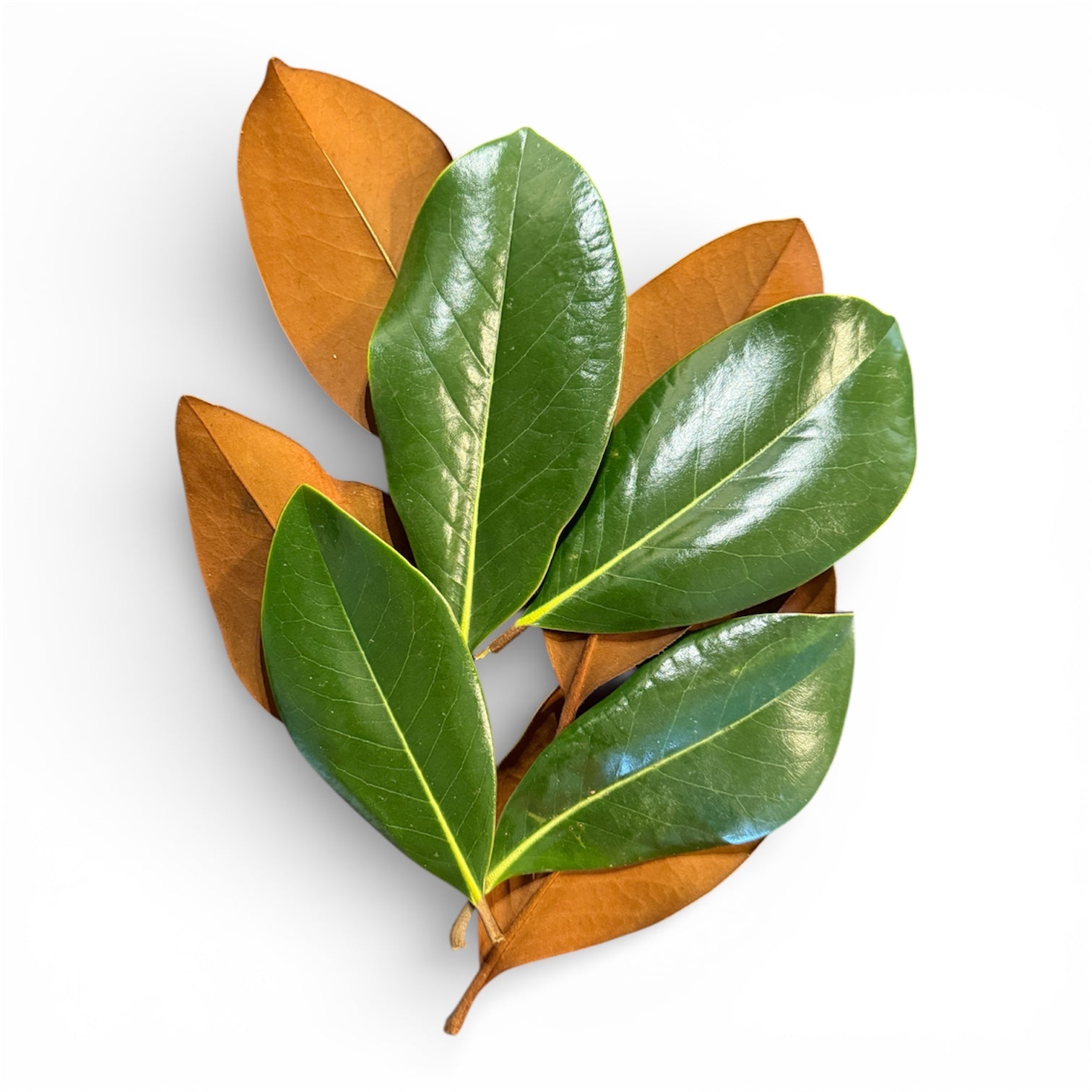 Magnolia Leaves