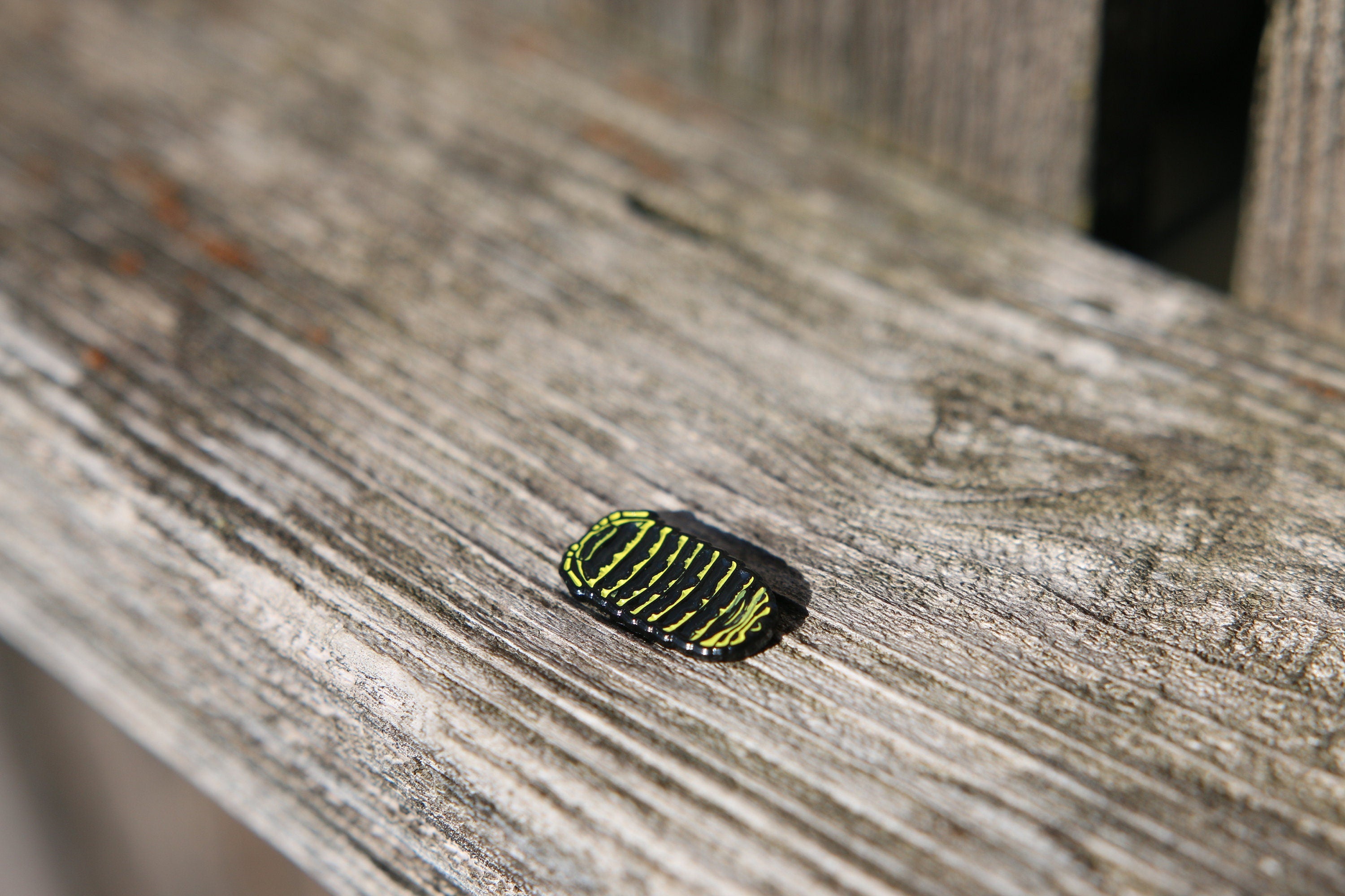 Zebra Isopod Roly Poly Soft and Hard Enamel Lapel Pins