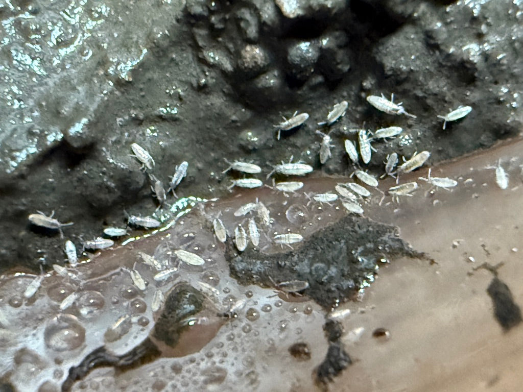 Semi-Arid Silver Springtails (Lepidocytrus Sp.) on Clay