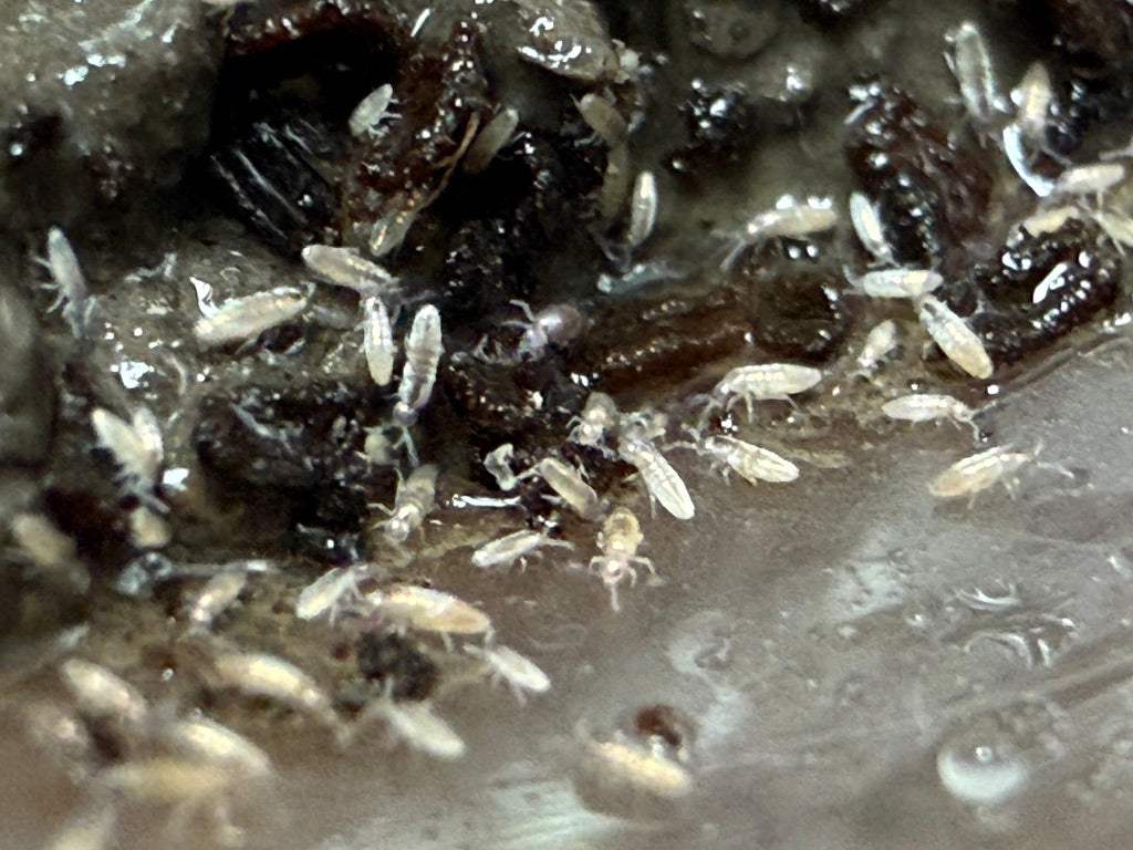 Semi-Arid Silver Springtails (Lepidocytrus Sp.) on Clay