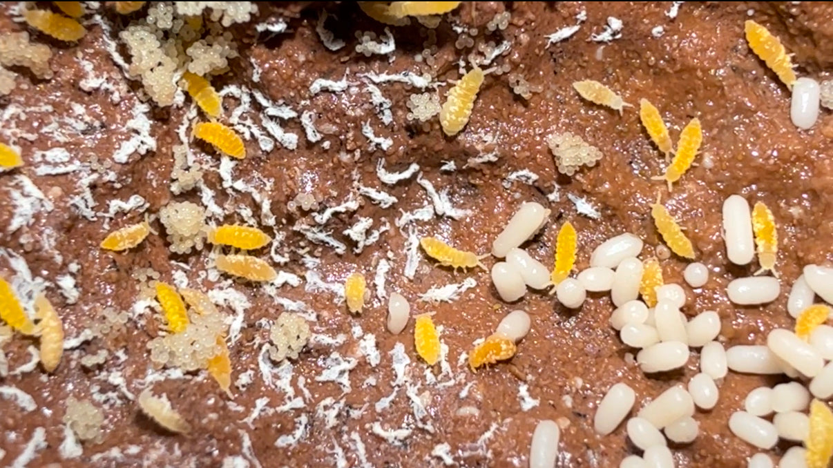 Yellow "Albino" Springtails (Ceratophysella Sp.) on Clay