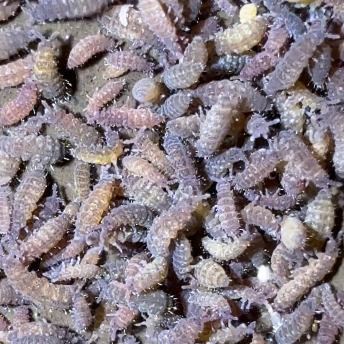 Purple "Lilac" Springtails (Ceratophysella Sp.) on Clay