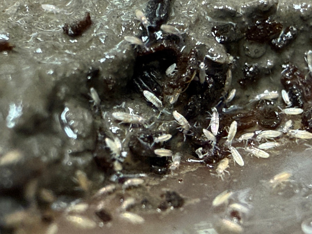 Semi-Arid Silver Springtails (Lepidocytrus Sp.) on Clay