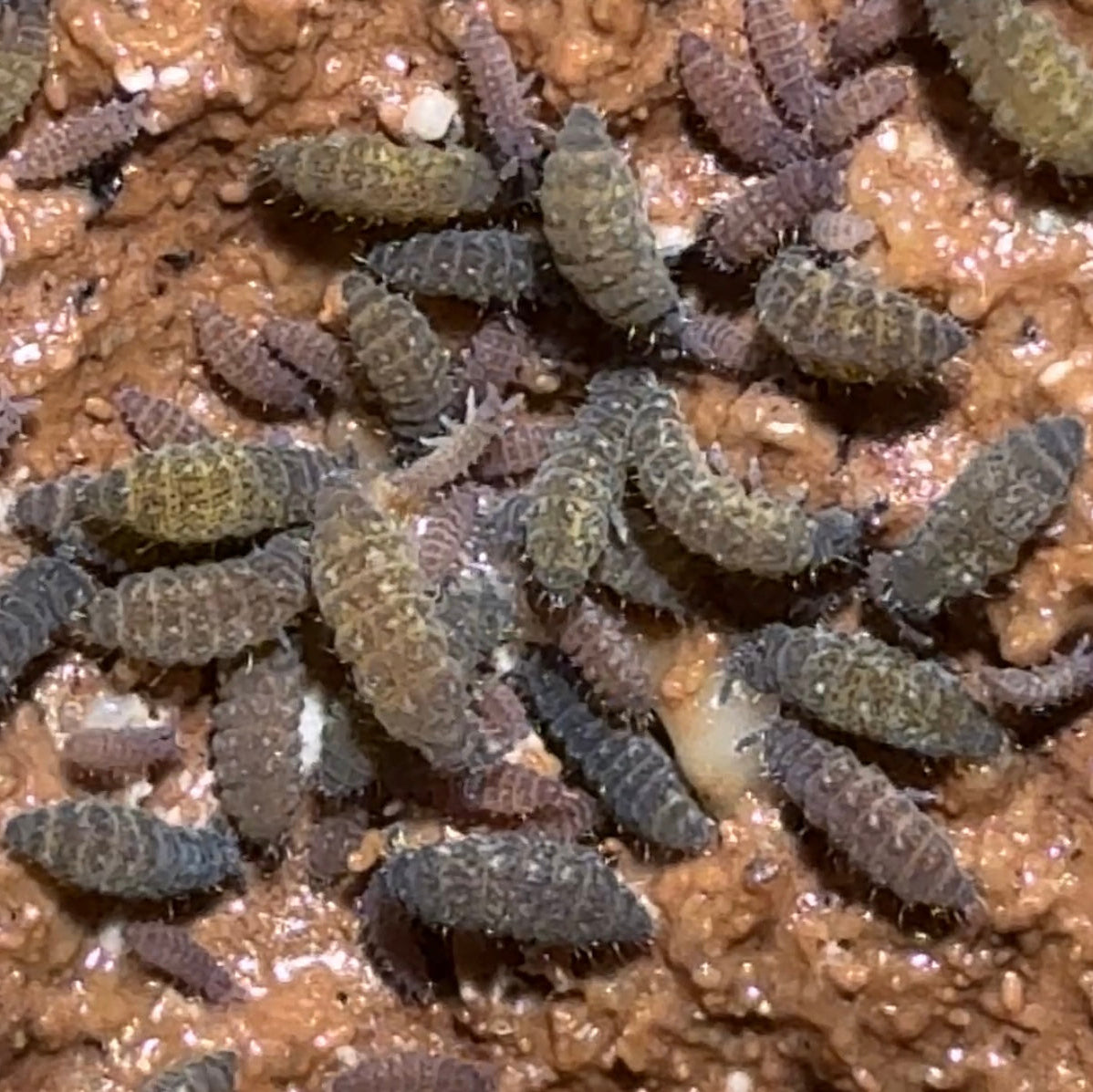 Purple "Lilac" Springtails (Ceratophysella Sp.) on Clay