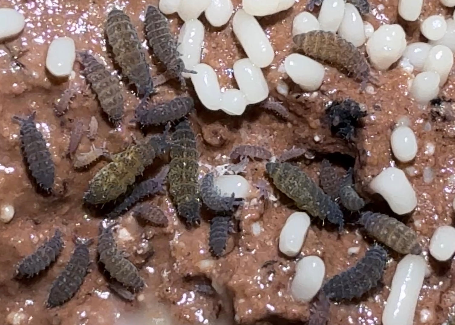Purple "Lilac" Springtails (Ceratophysella Sp.) on Clay