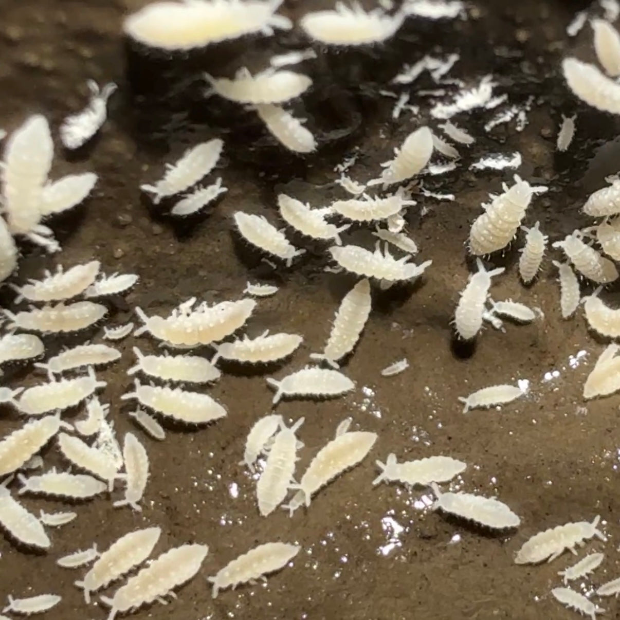 True White Albino Chubby Springtails (Ceratophysella Sp.) on Clay