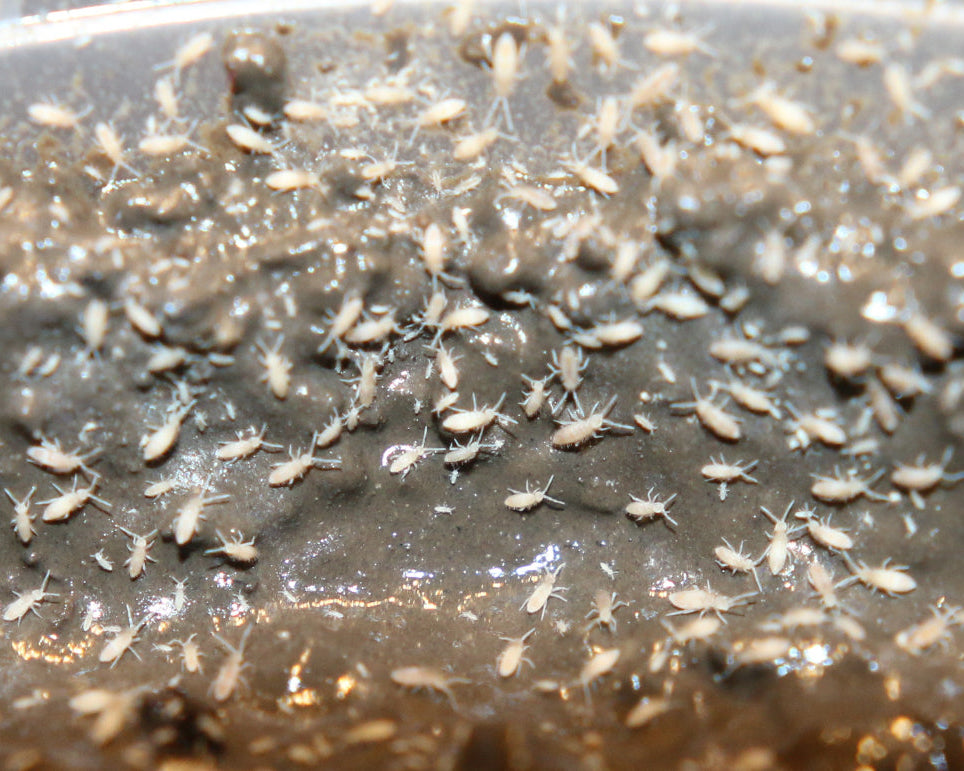 Tropical Pink Springtails (Coecobrya sp.) on Clay