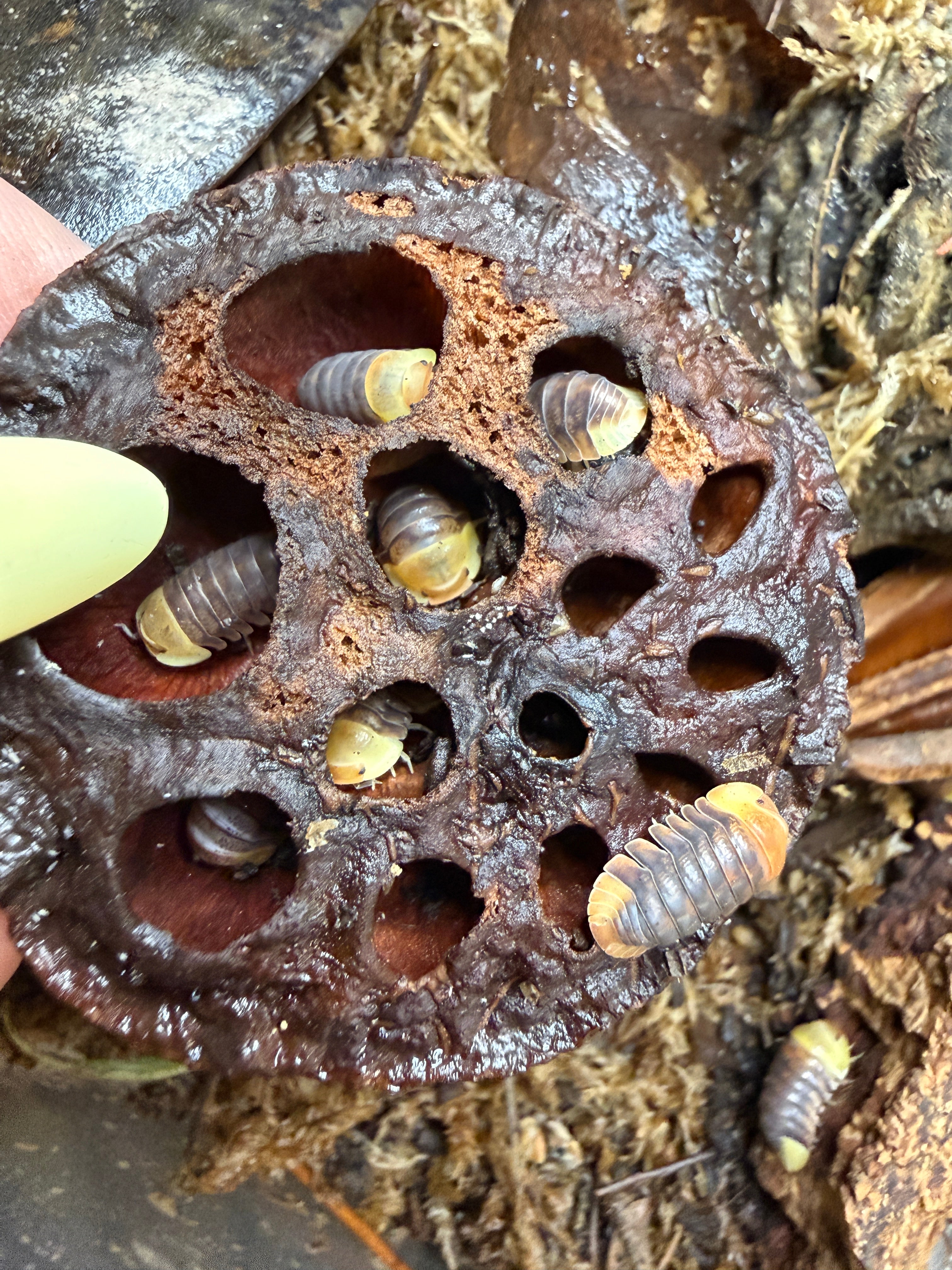Heat-Treated Lotus Seed Pods