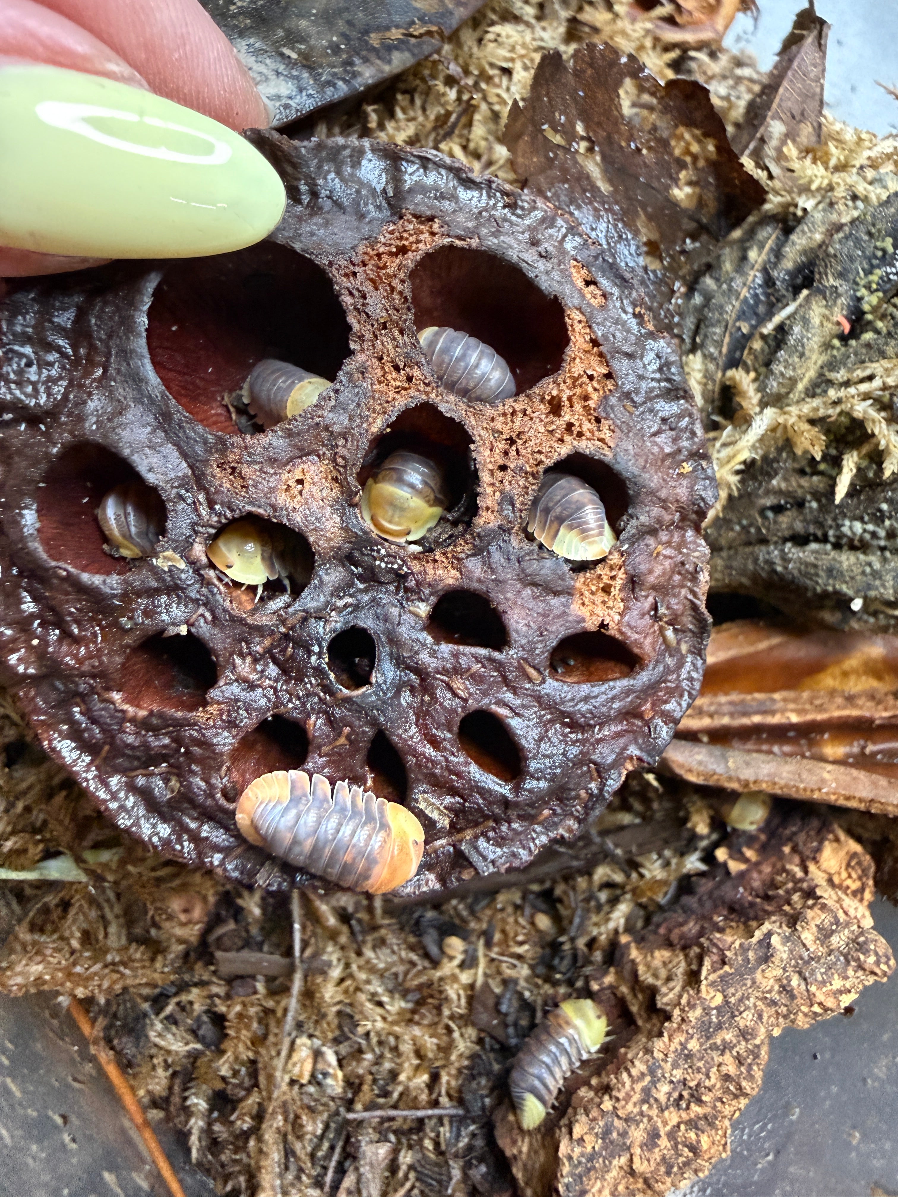 Heat-Treated Lotus Seed Pods