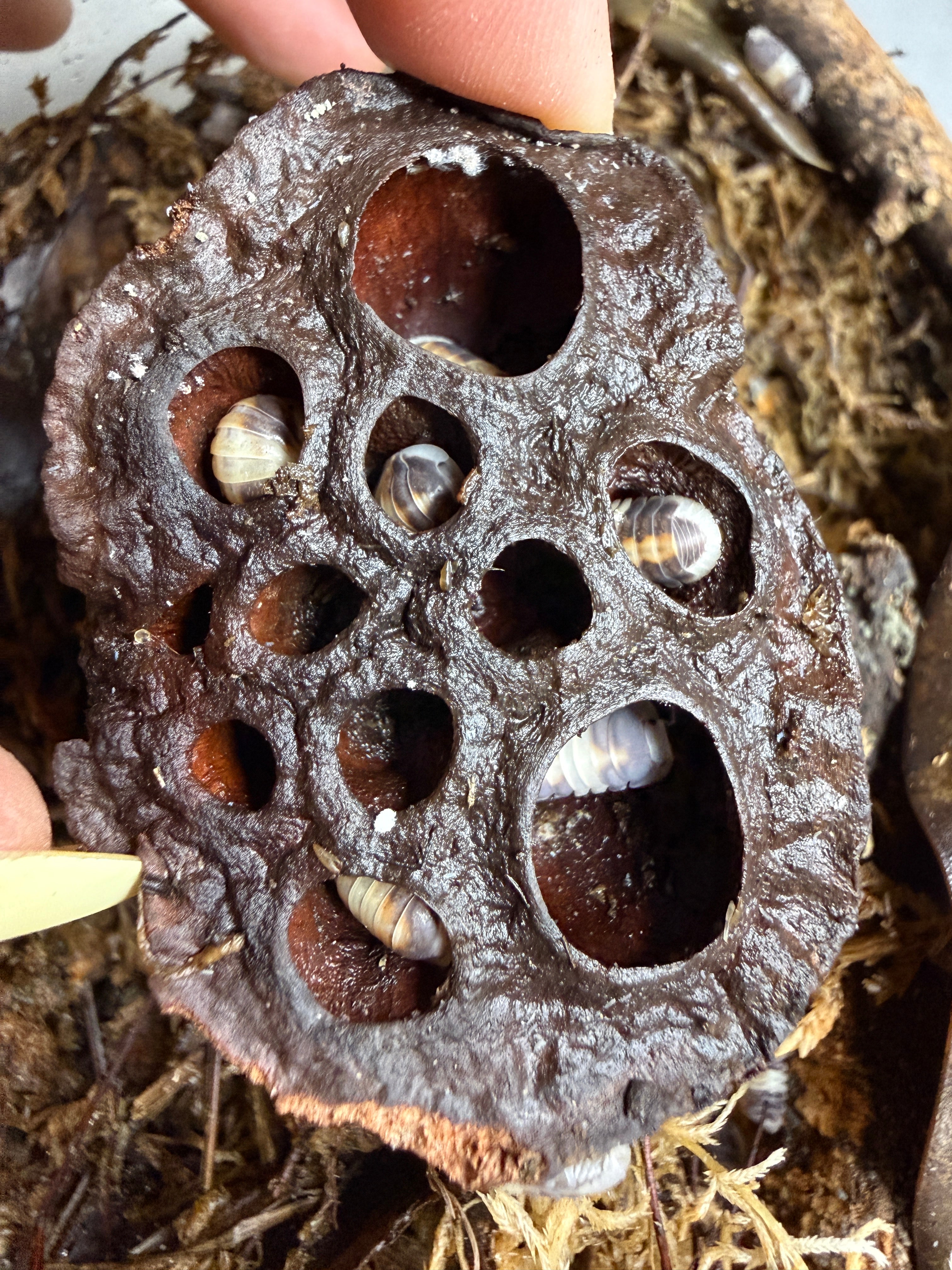 Heat-Treated Lotus Seed Pods