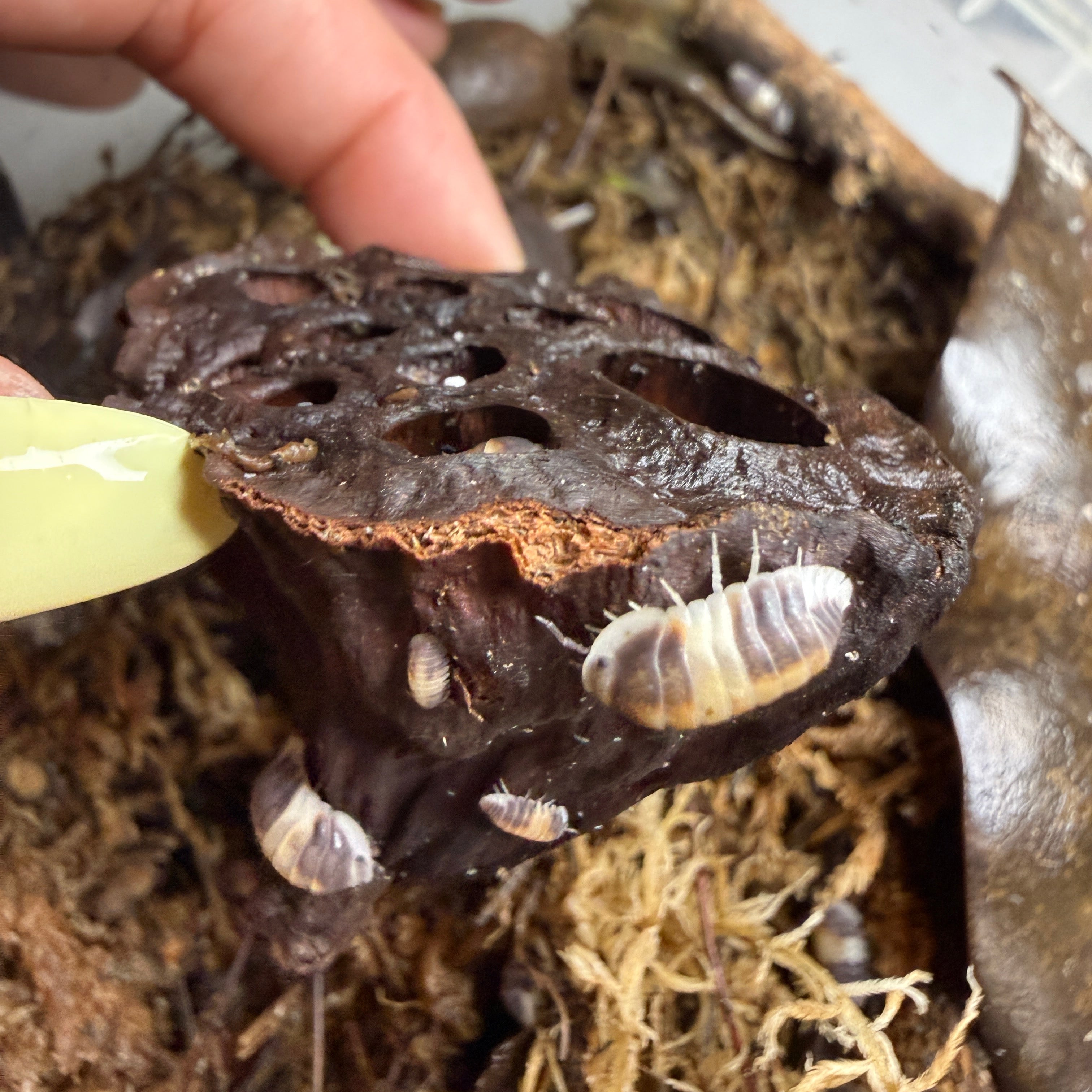 Heat-Treated Lotus Seed Pods