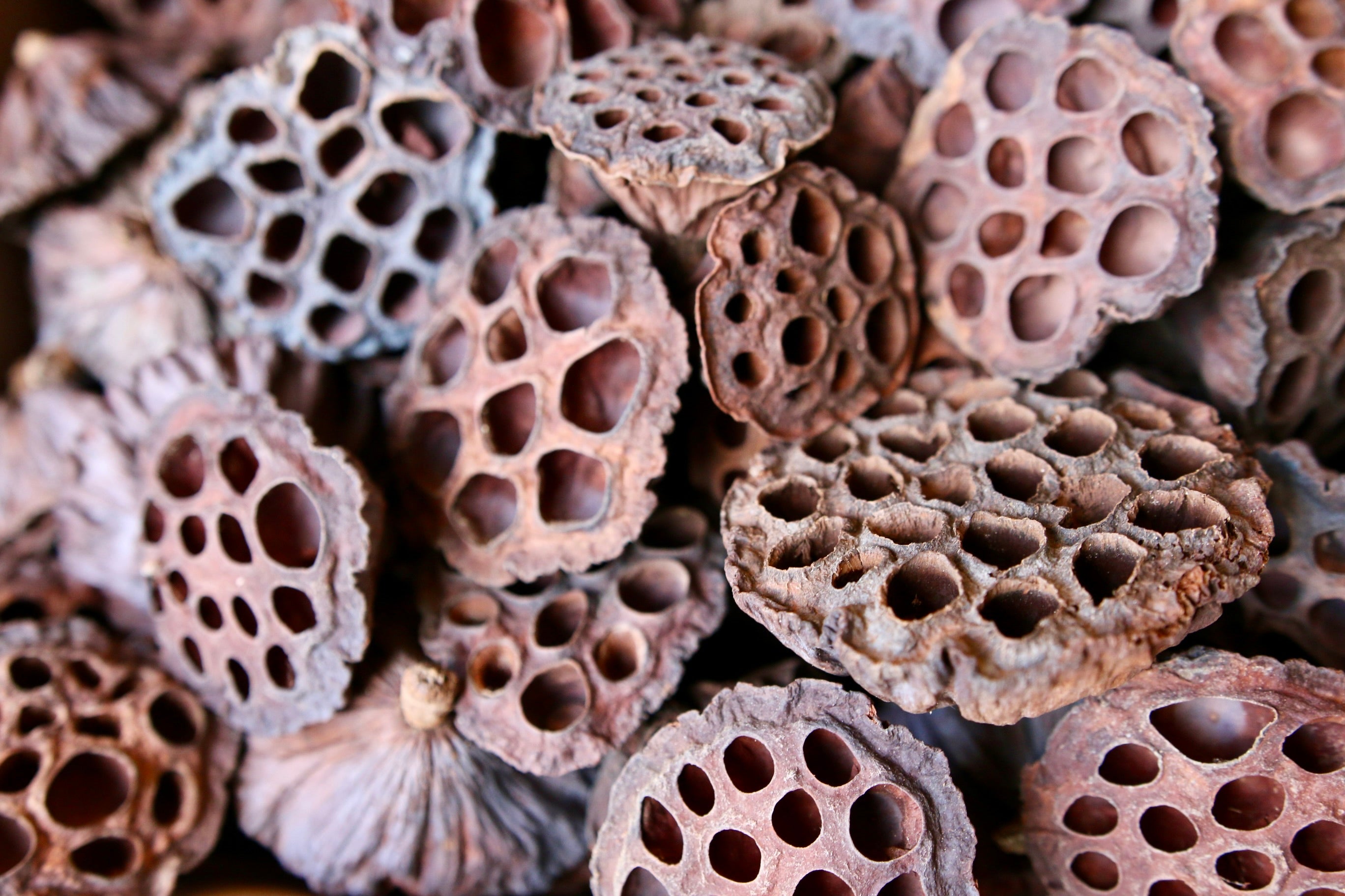 Heat-Treated Lotus Seed Pods