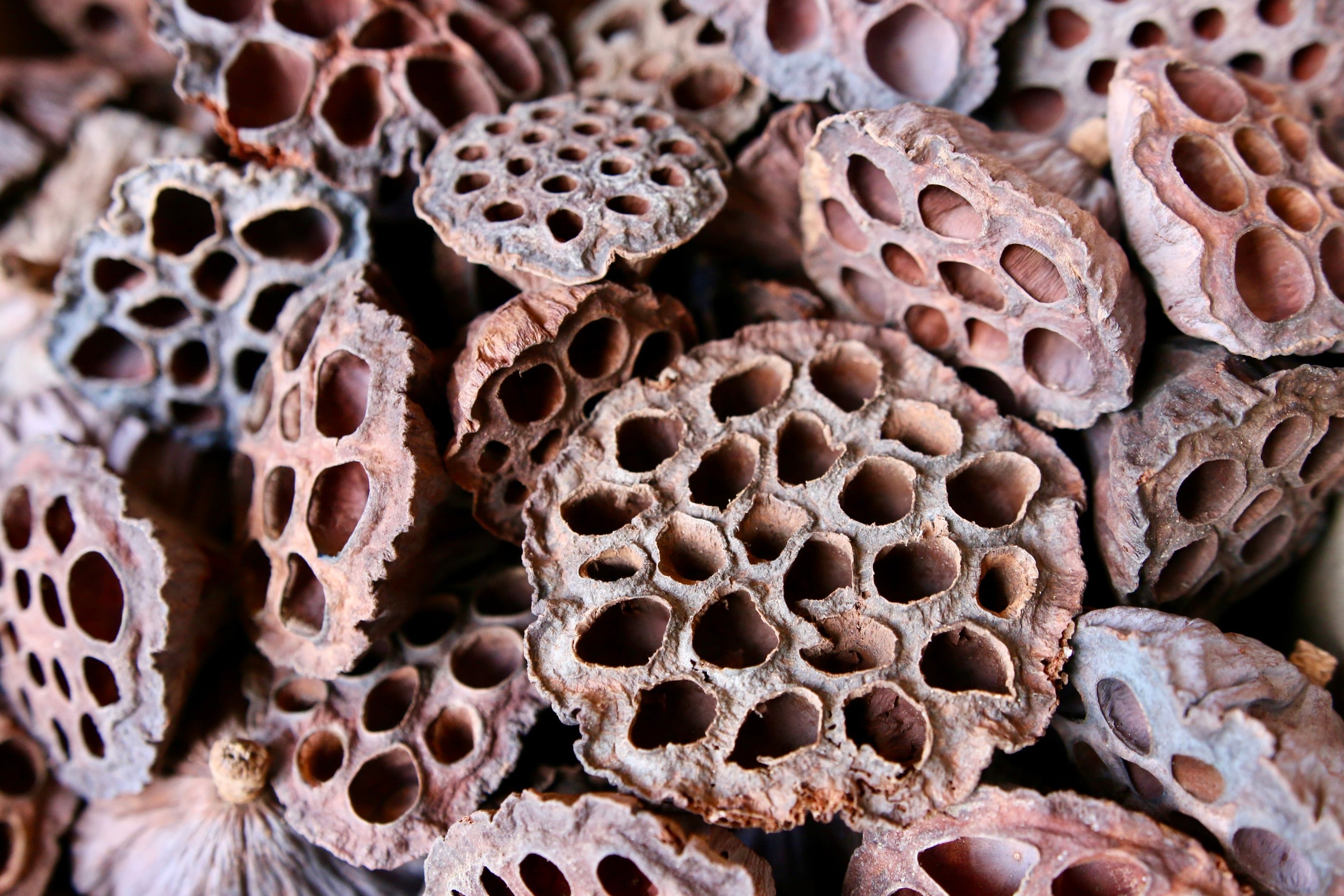Heat-Treated Lotus Seed Pods