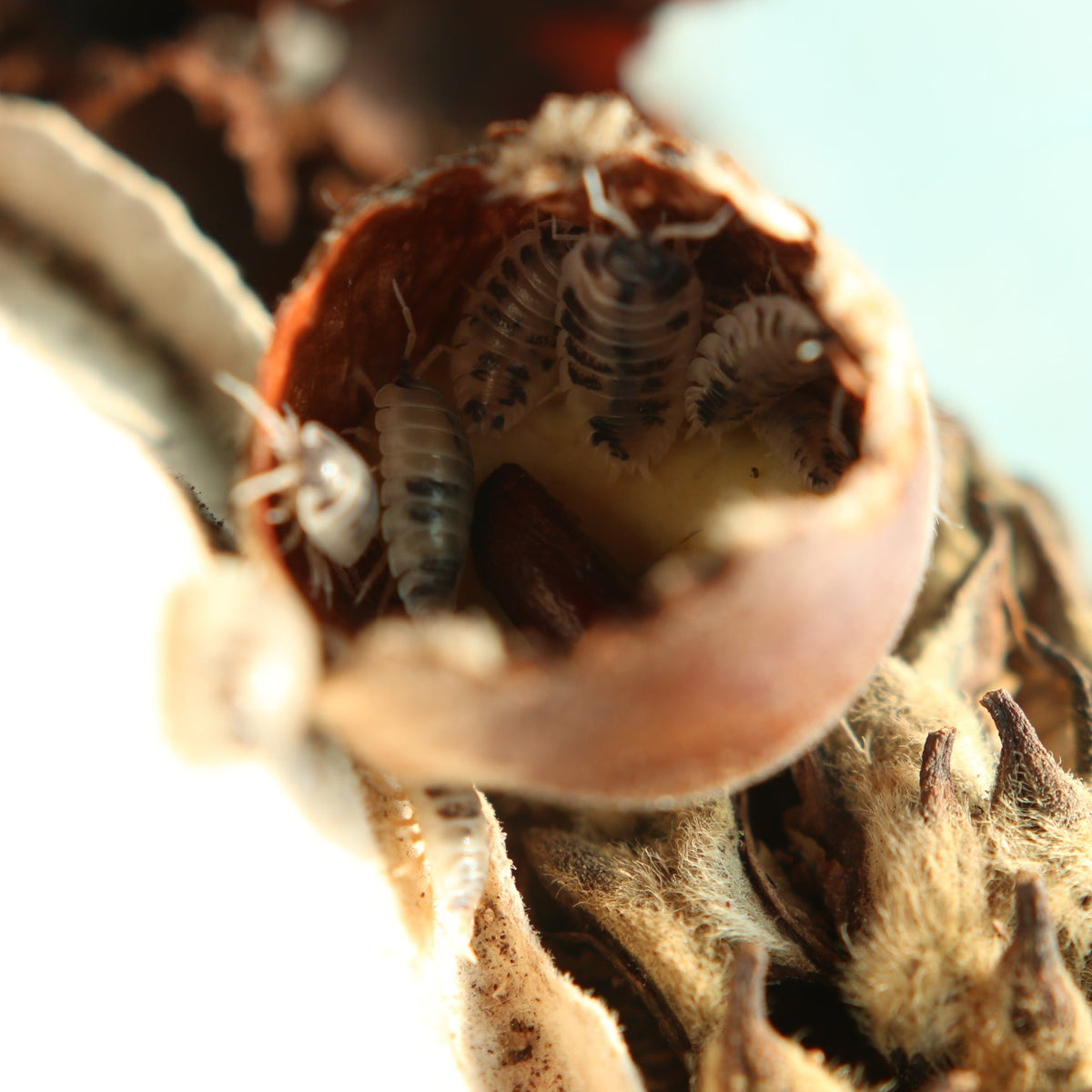 Dairy Cow Isopods (Porcellio laevis “Dairy Cow”)