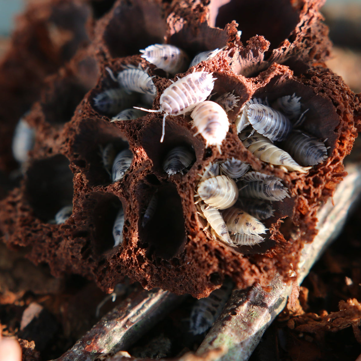 Dairy Cow Isopods (Porcellio laevis “Dairy Cow”)