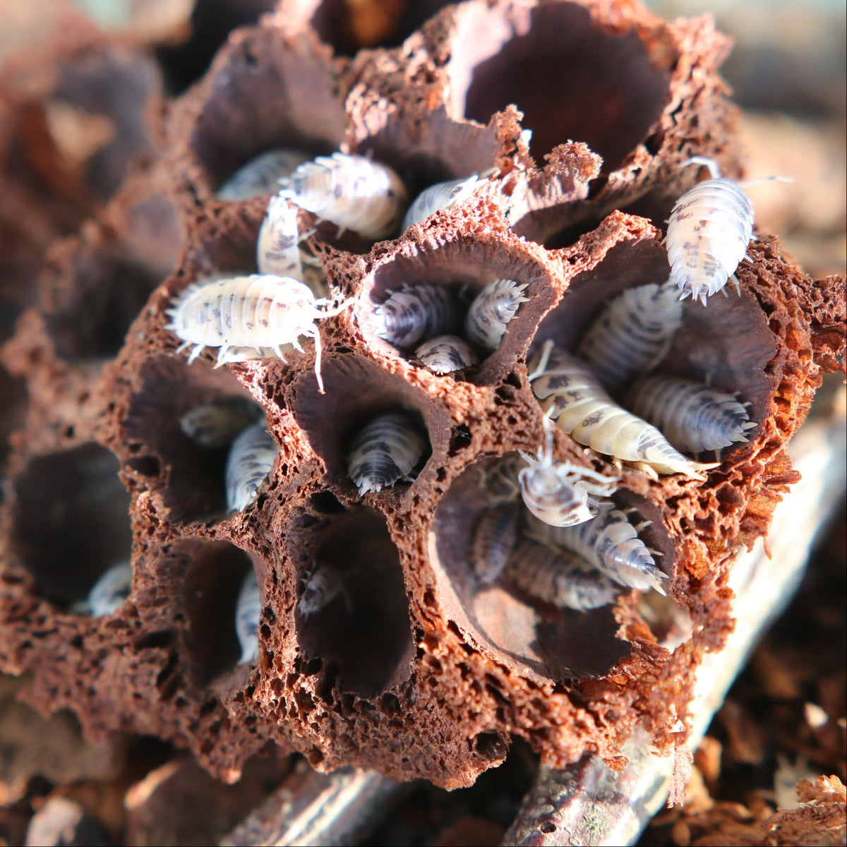 Dairy Cow Isopods (Porcellio laevis “Dairy Cow”)