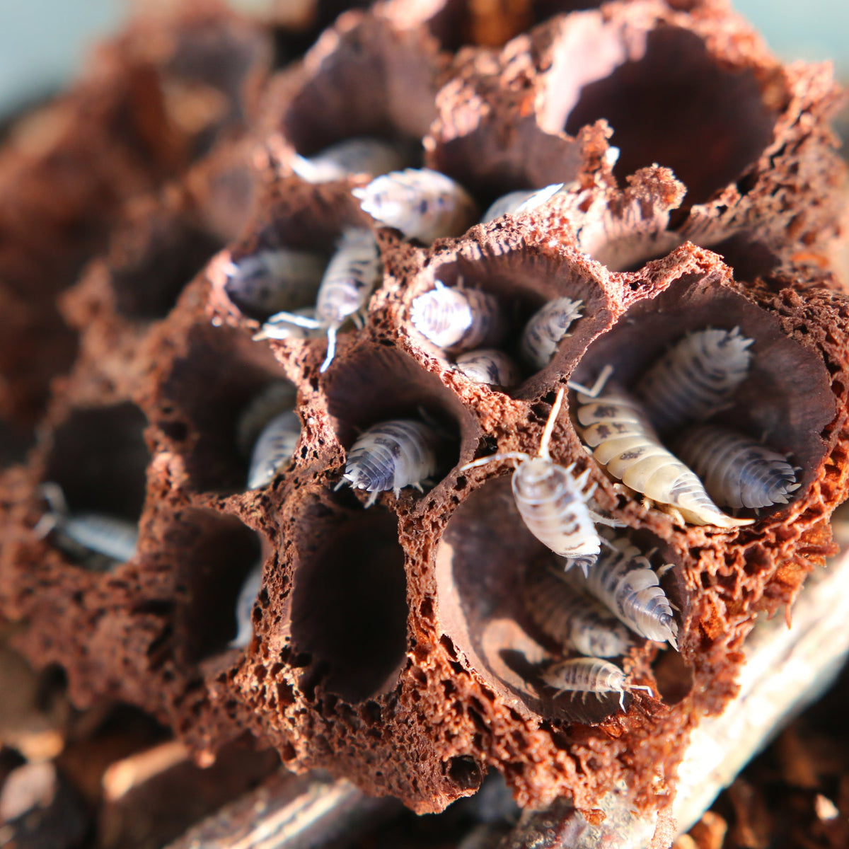 Dairy Cow Isopods (Porcellio laevis “Dairy Cow”)