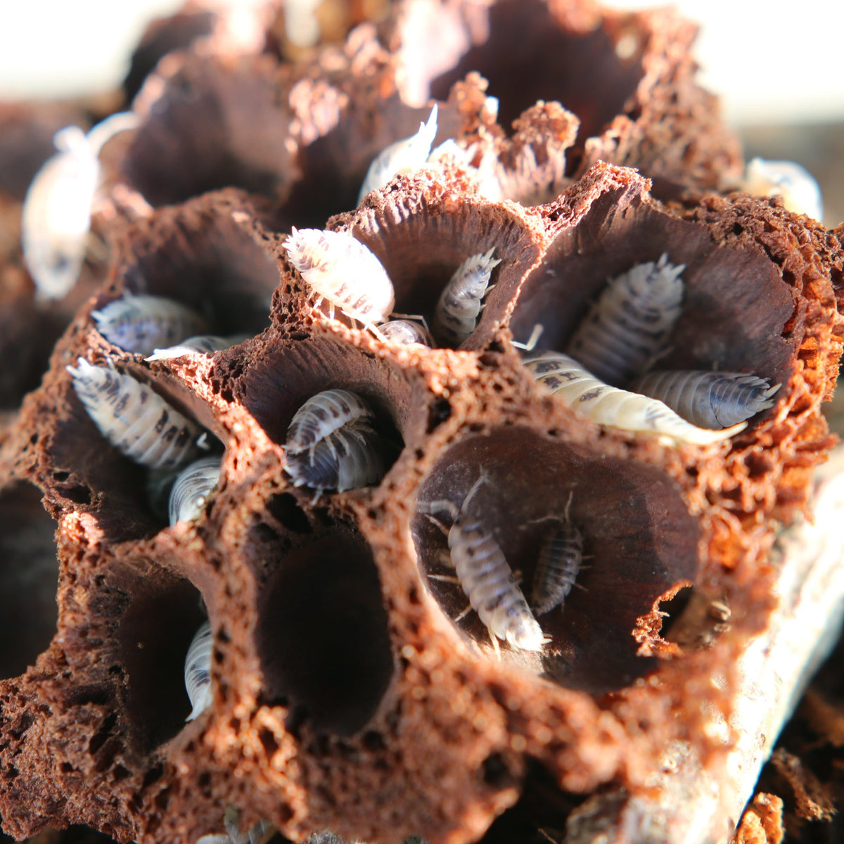 Dairy Cow Isopods (Porcellio laevis “Dairy Cow”)