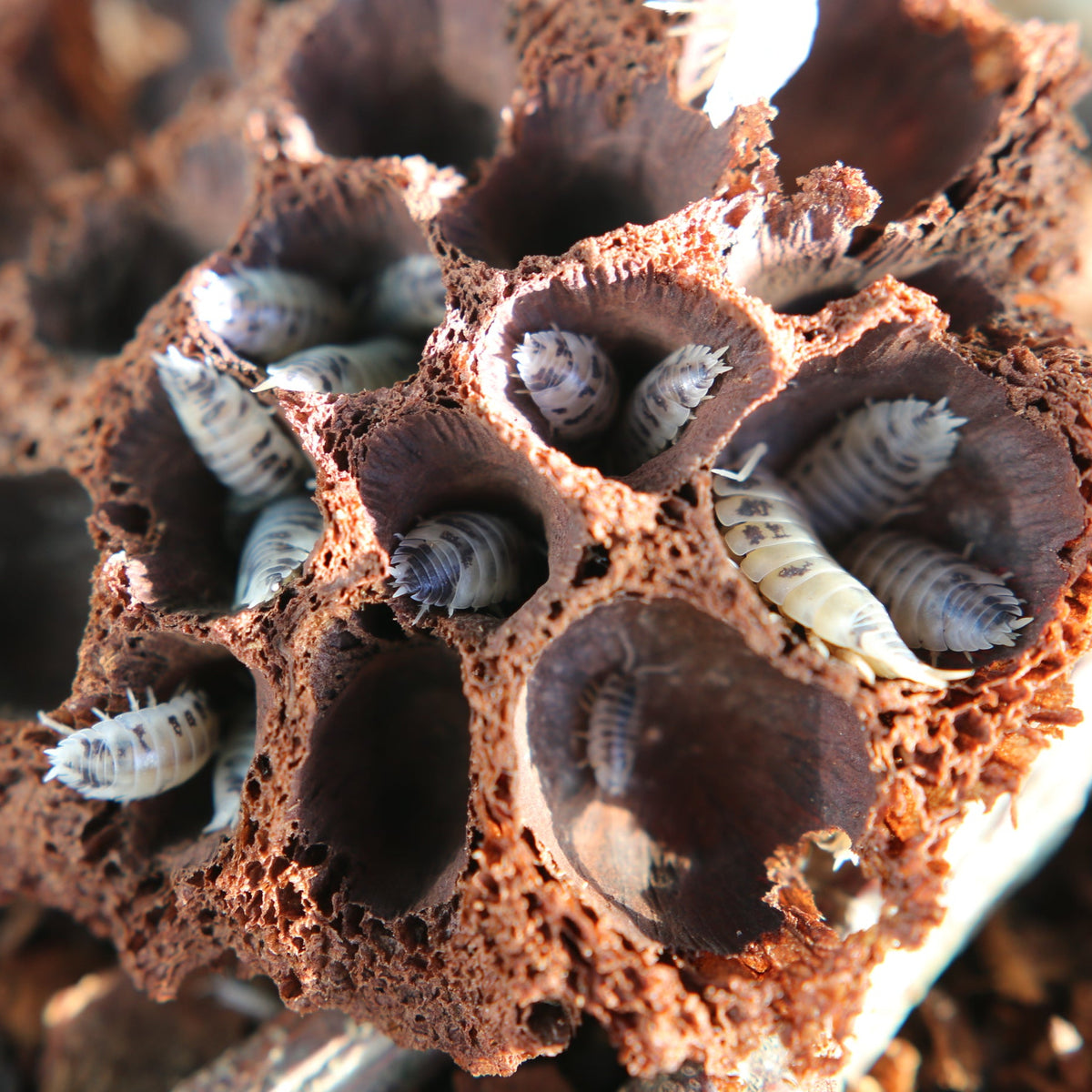 Dairy Cow Isopods (Porcellio laevis “Dairy Cow”)
