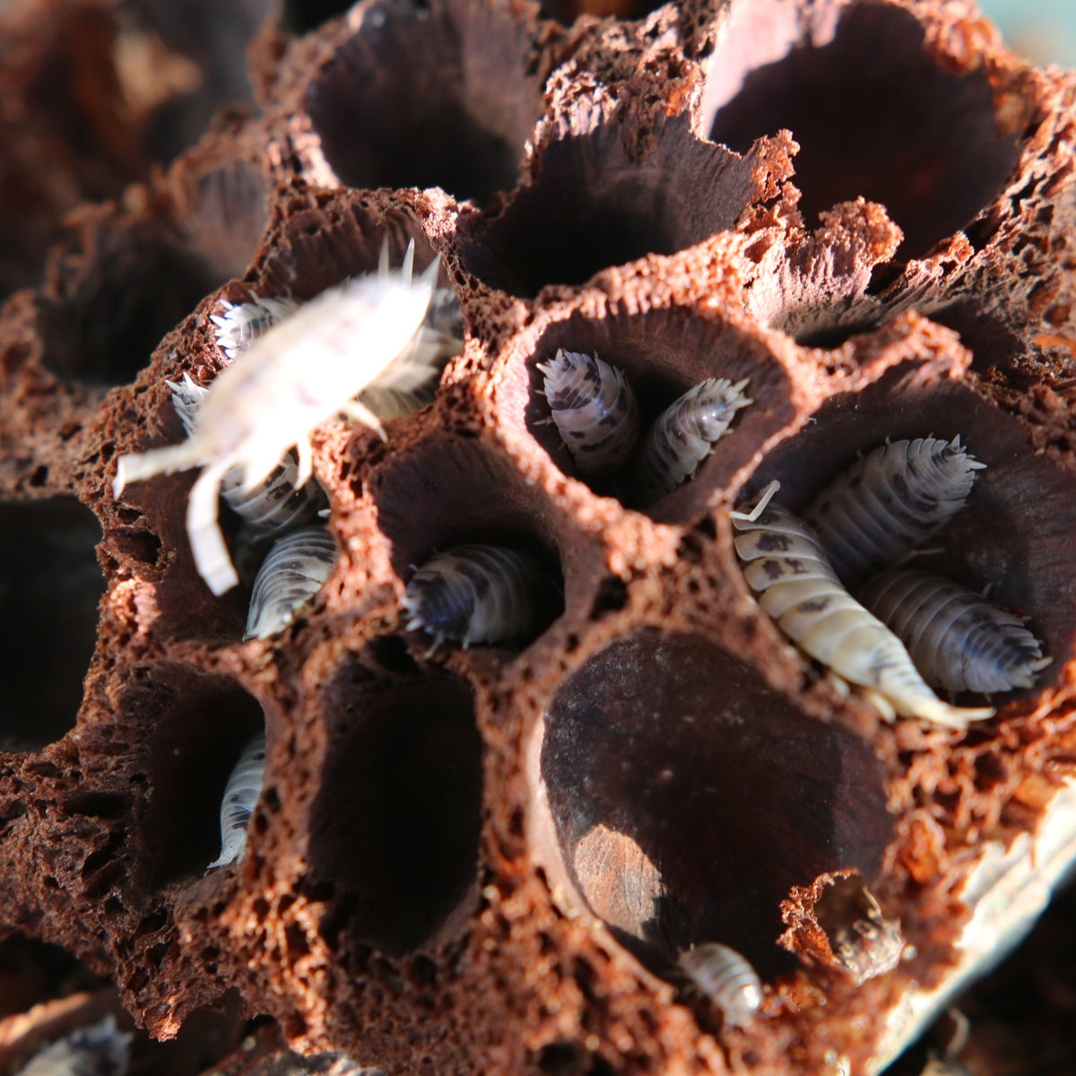 Dairy Cow Isopods (Porcellio laevis “Dairy Cow”)
