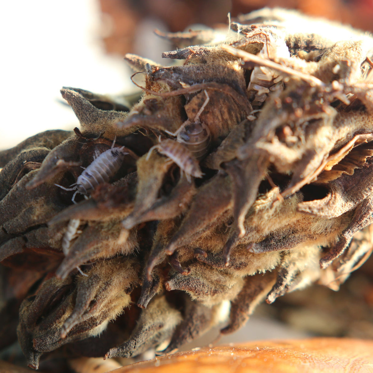 Dairy Cow Isopods (Porcellio laevis “Dairy Cow”)