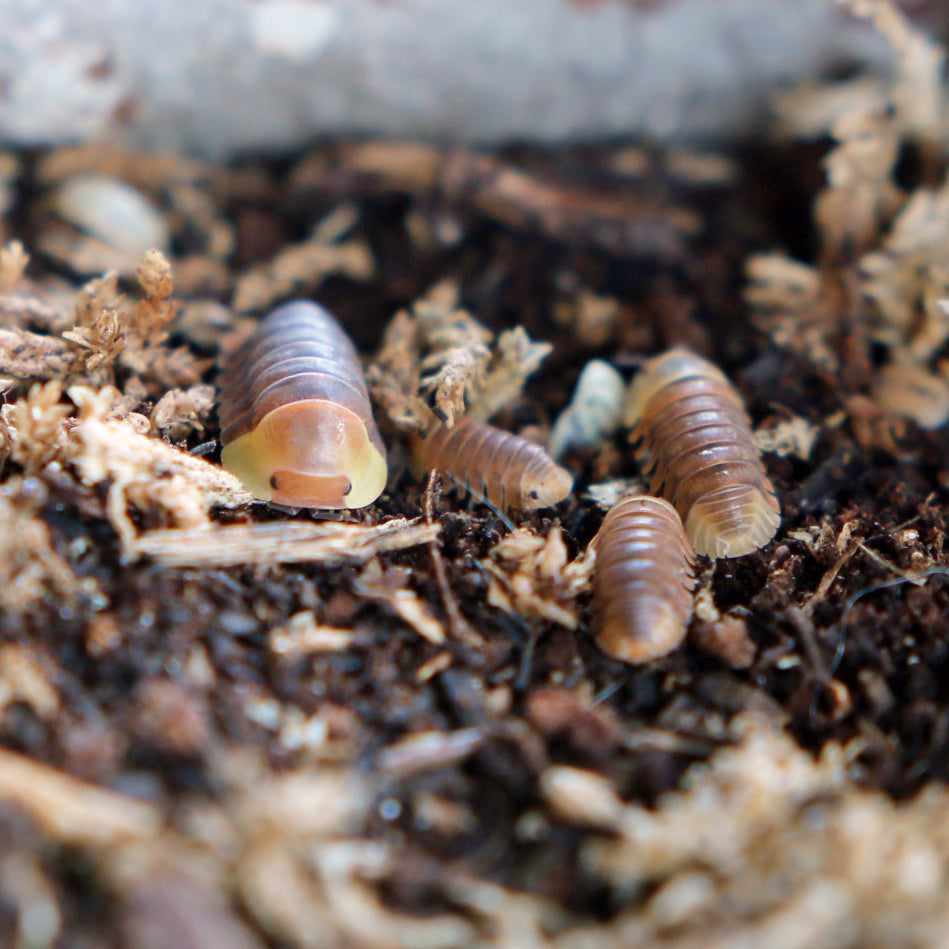 Rubber Ducky Isopods (Cubaris sp. “Rubber Ducky”)