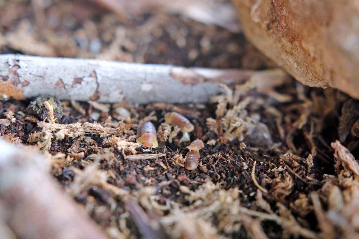 Rubber Ducky Isopods (Cubaris sp. “Rubber Ducky”)
