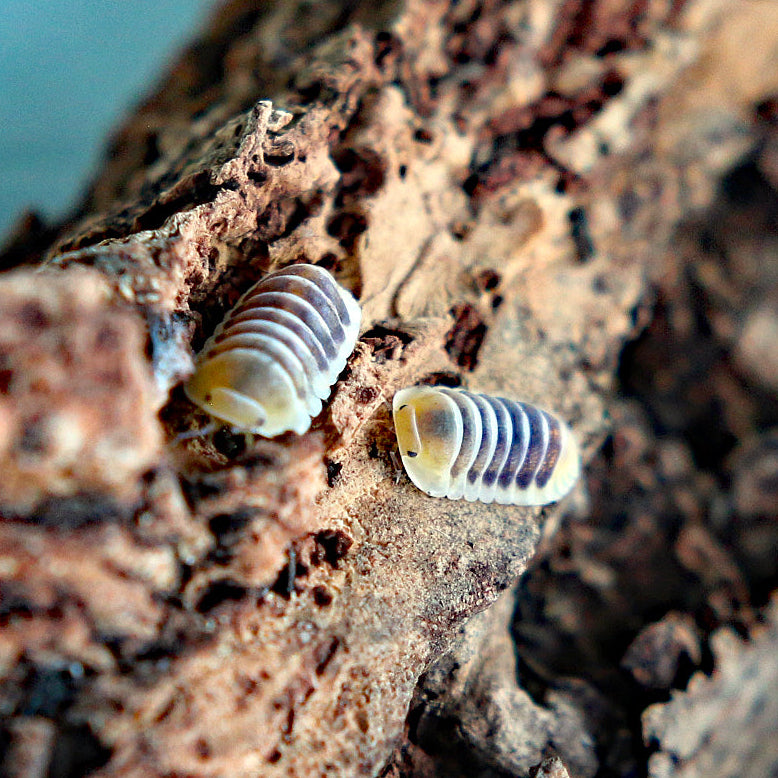 Jupiter Isopods (Cubaris sp. “Jupiter”)