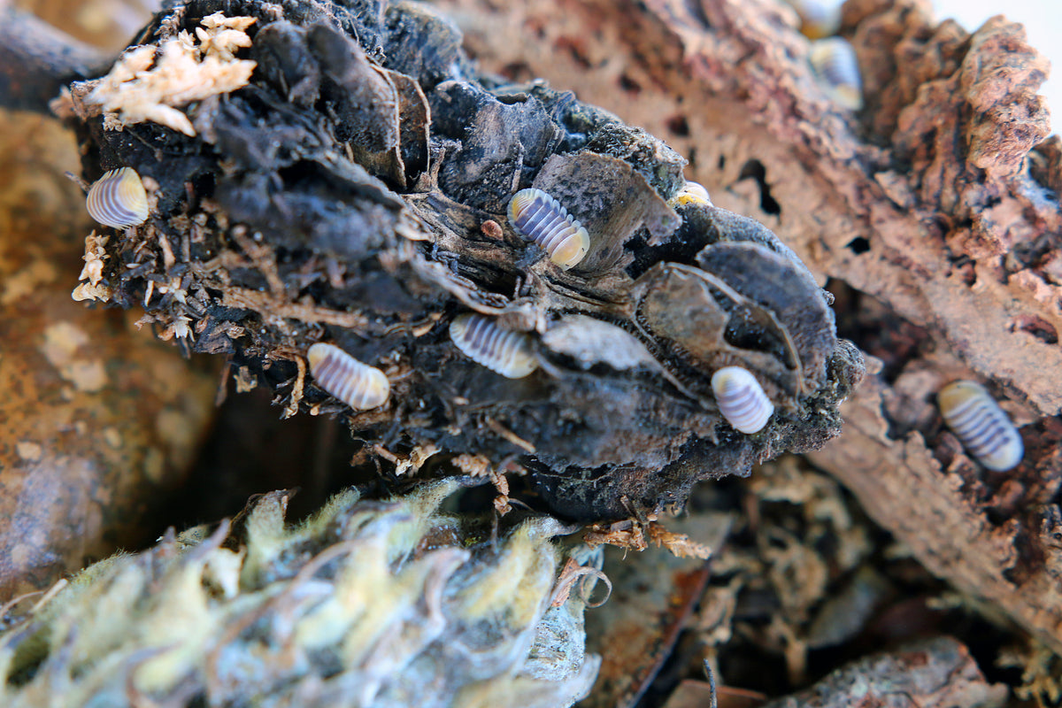 Jupiter Isopods (Cubaris sp. “Jupiter”)