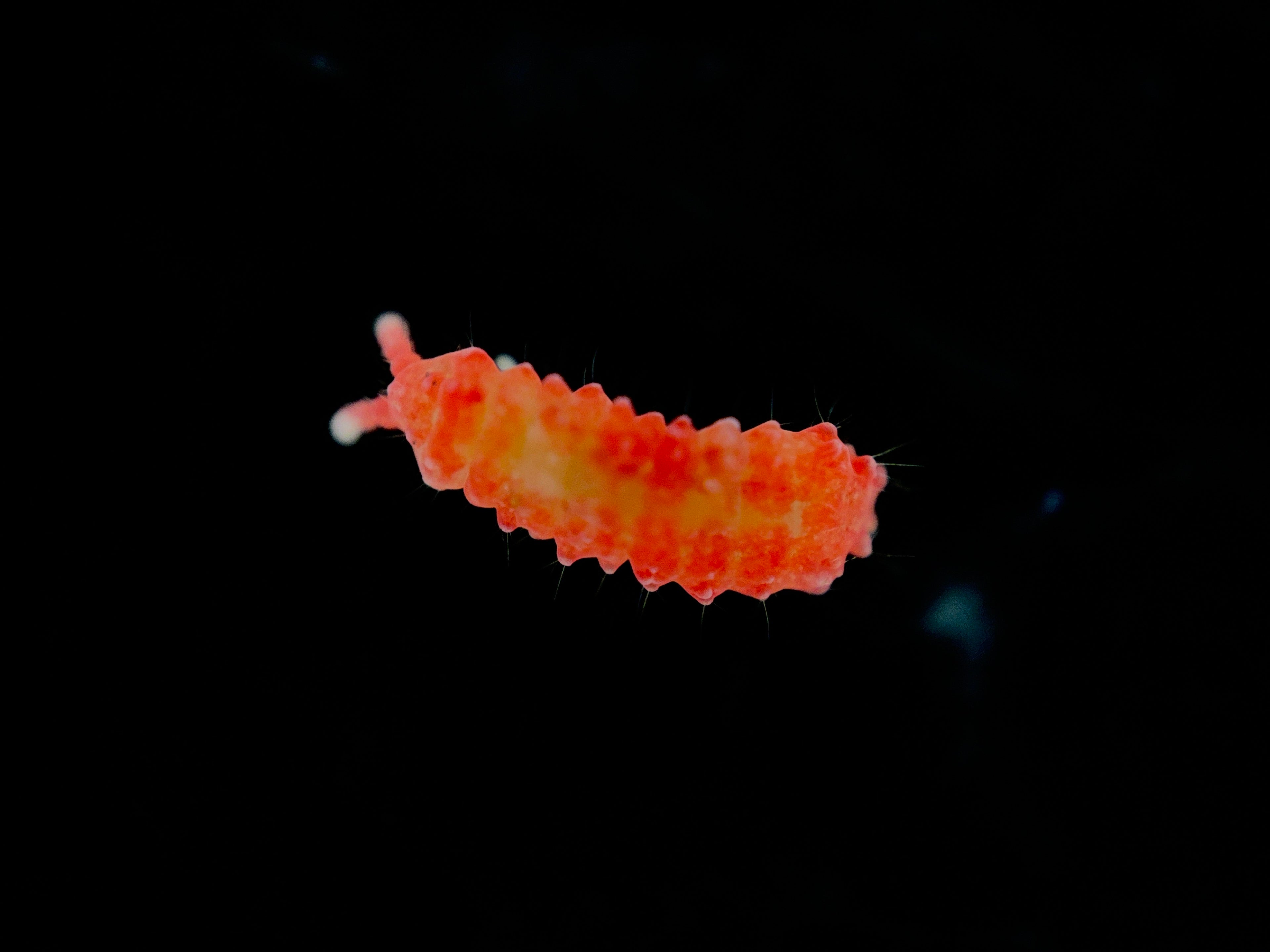 Thai Red Springtails (Lobella Sp.) on Sphagnum