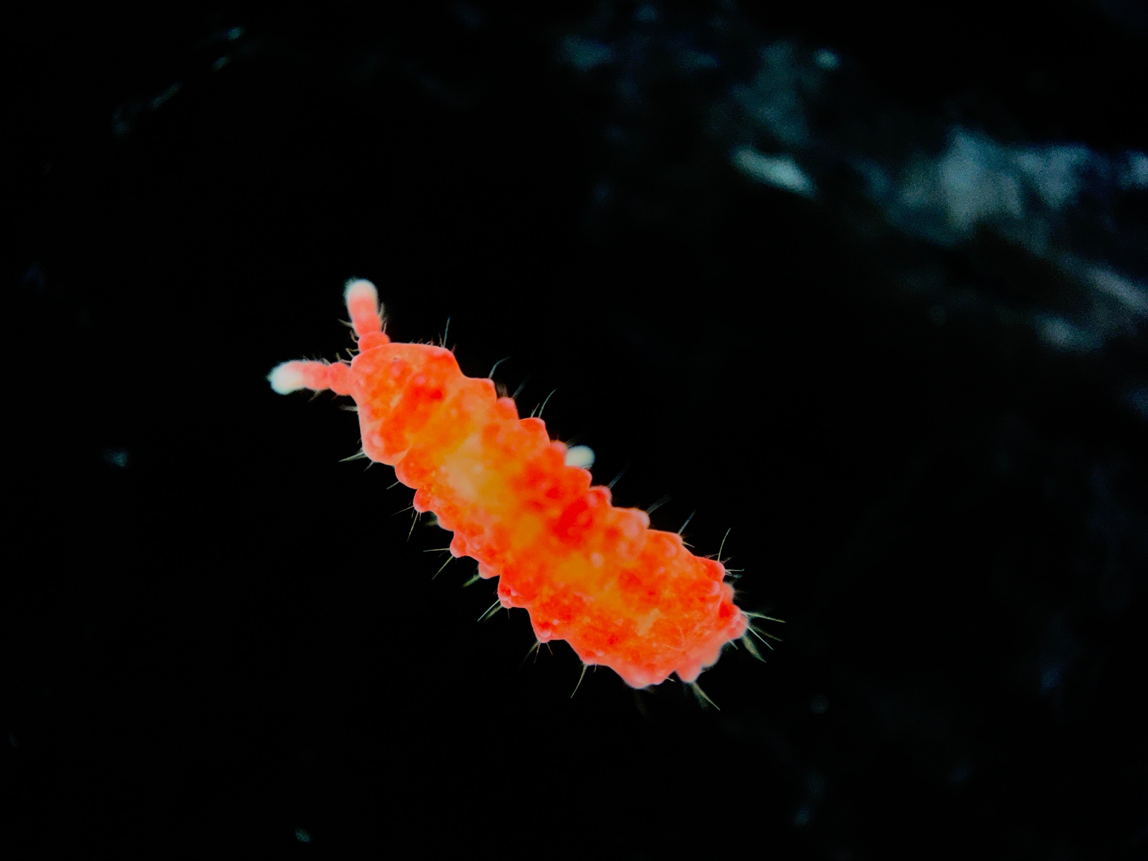 Thai Red Springtails (Lobella Sp.) on Sphagnum