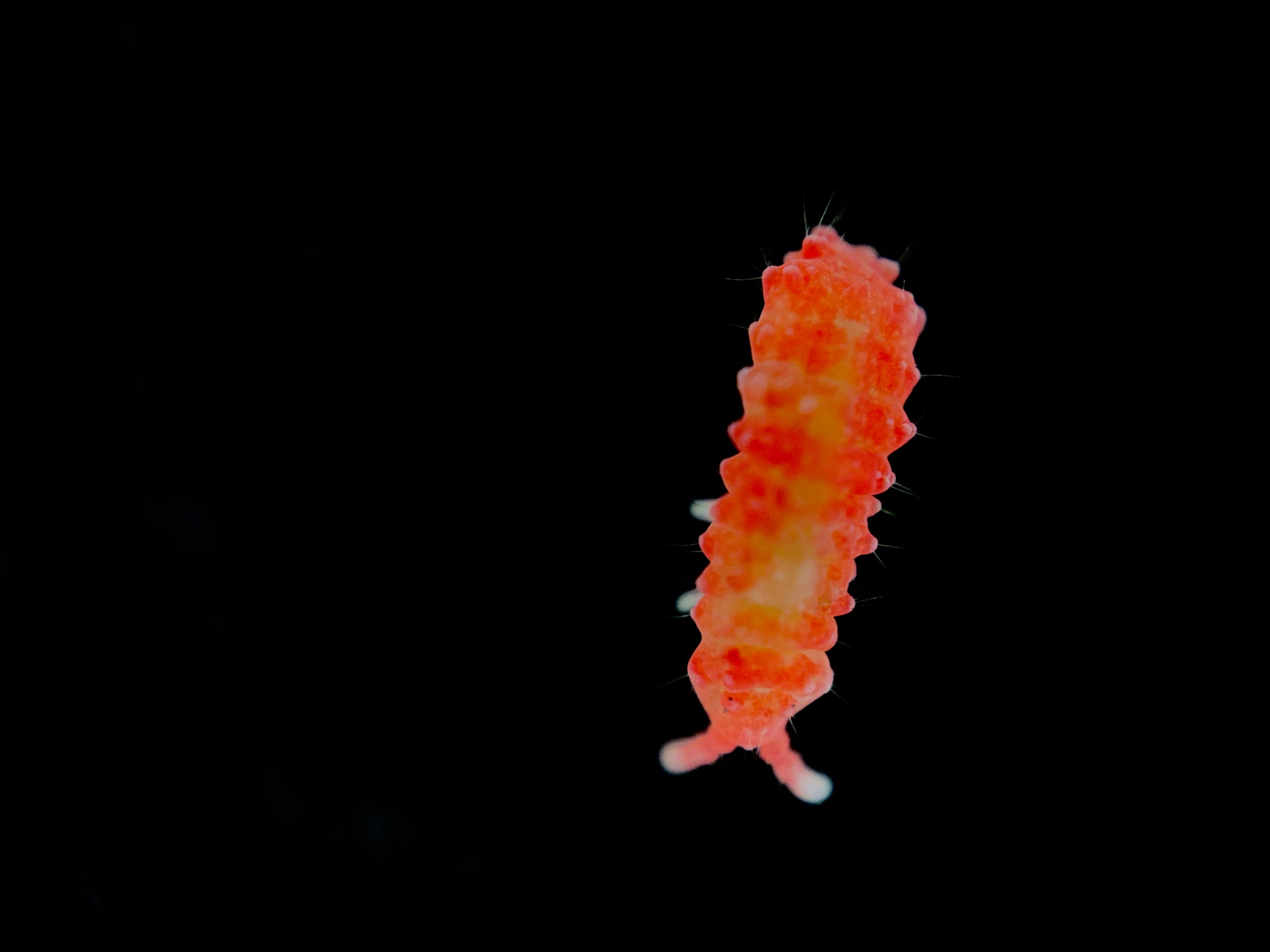 Thai Red Springtails (Lobella Sp.) on Sphagnum