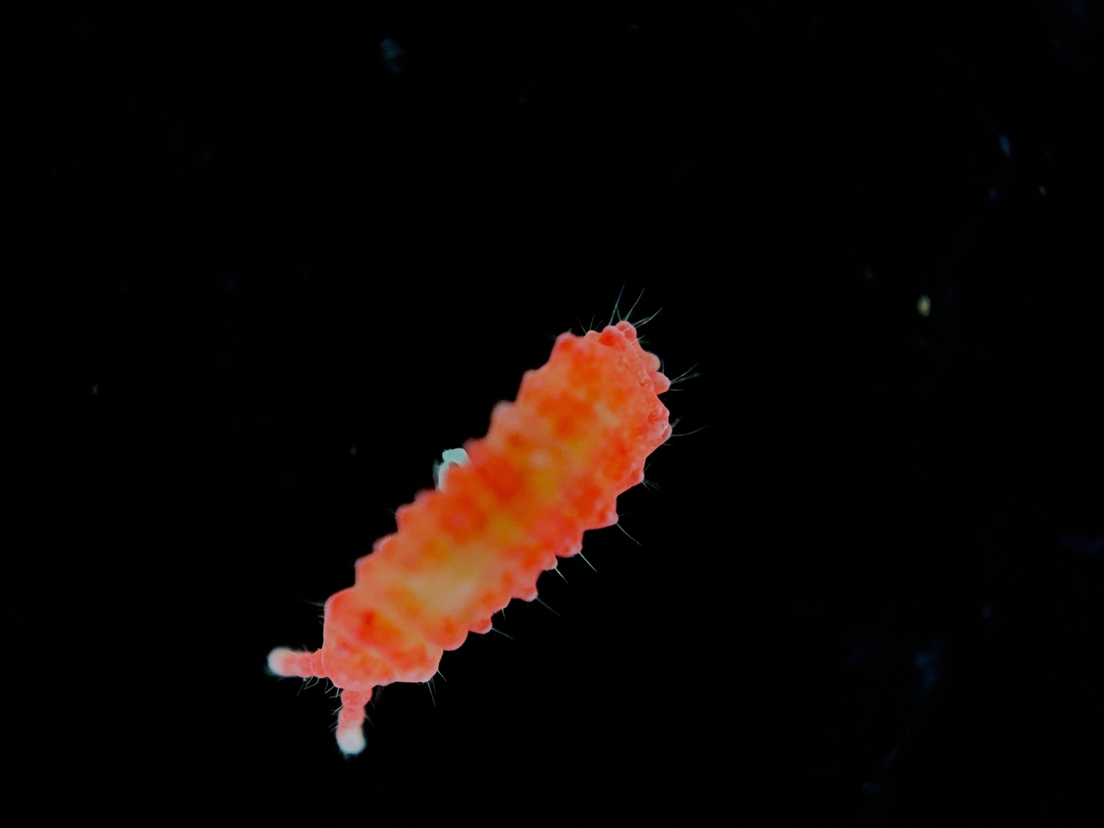 Thai Red Springtails (Lobella Sp.) on Sphagnum