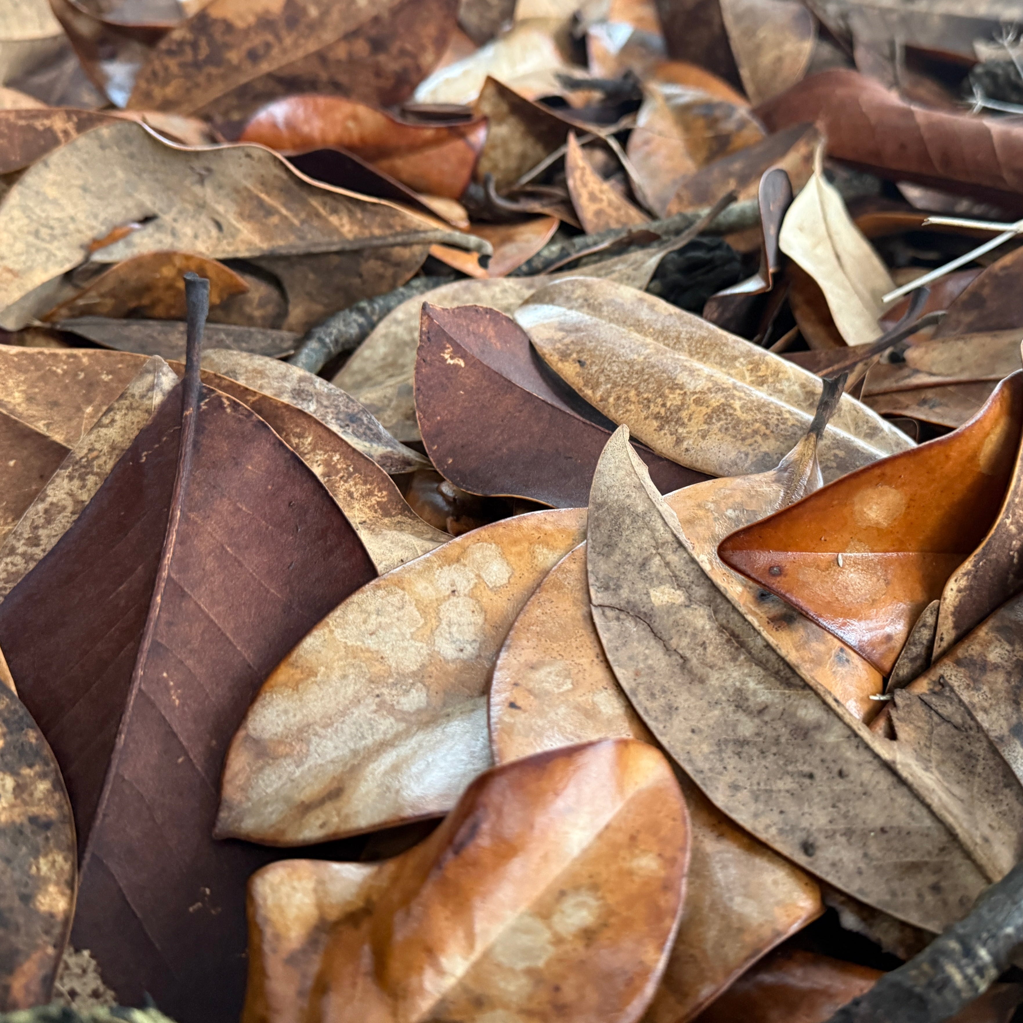 Magnolia Leaves