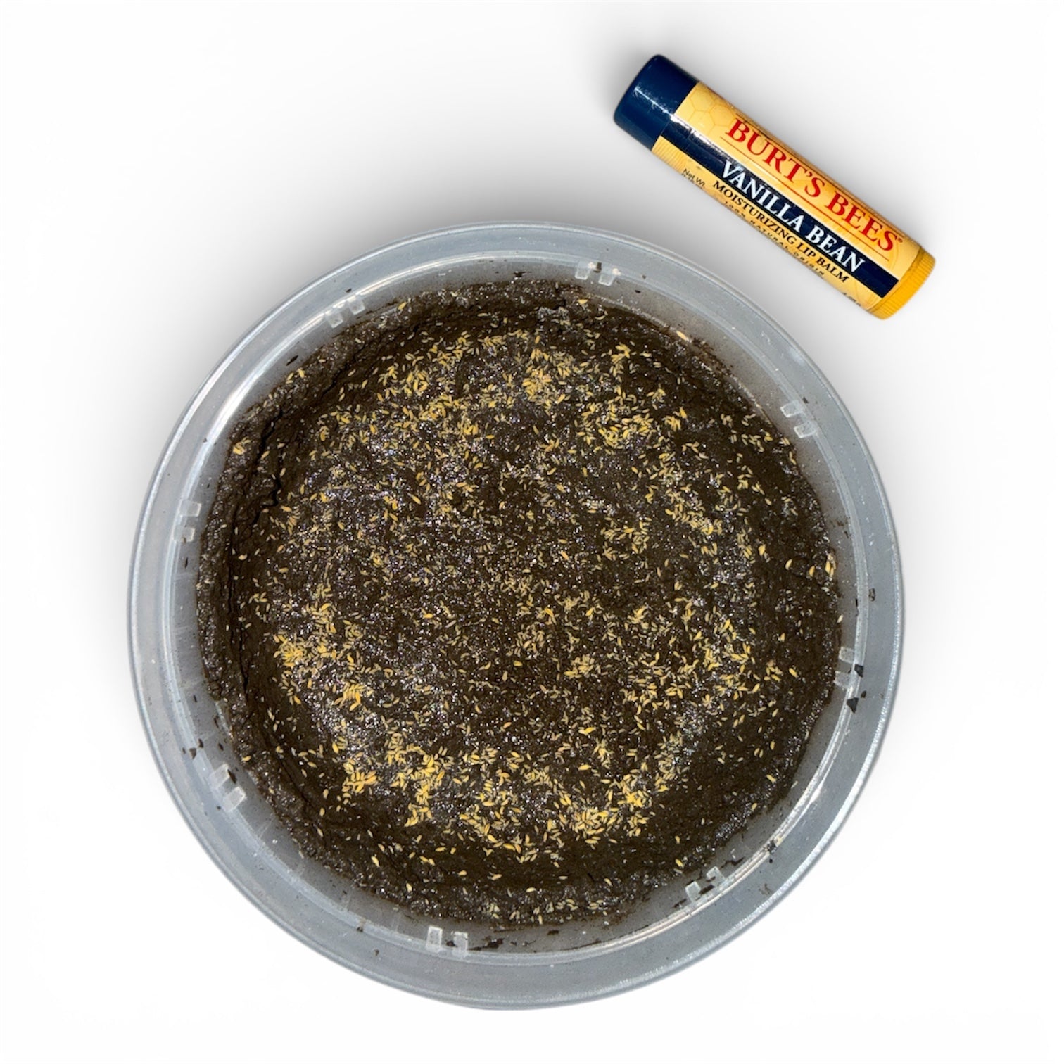 Yellow "Albino" Springtails (Ceratophysella Sp.) on Clay