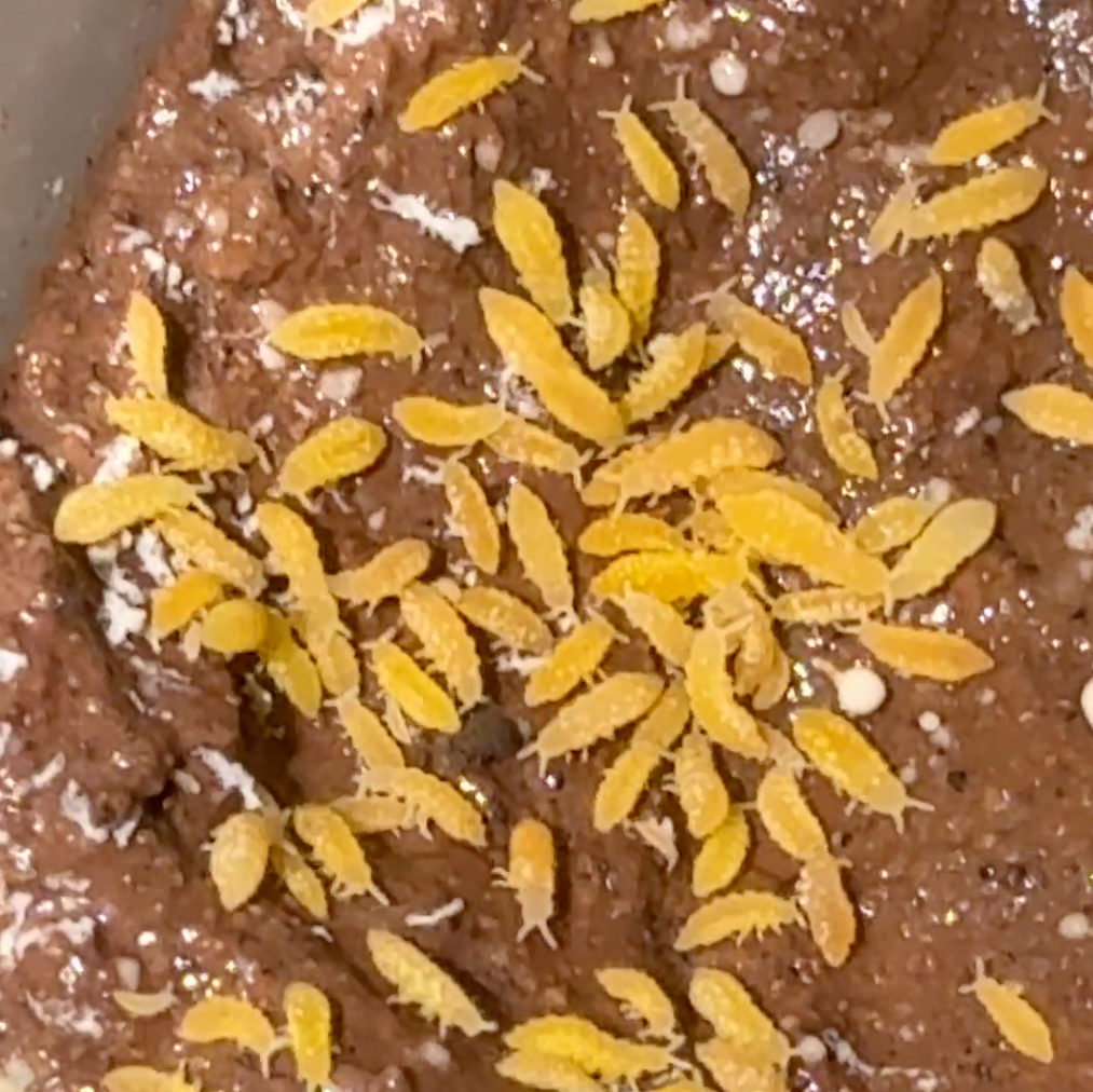 Yellow "Albino" Springtails (Ceratophysella Sp.) on Clay