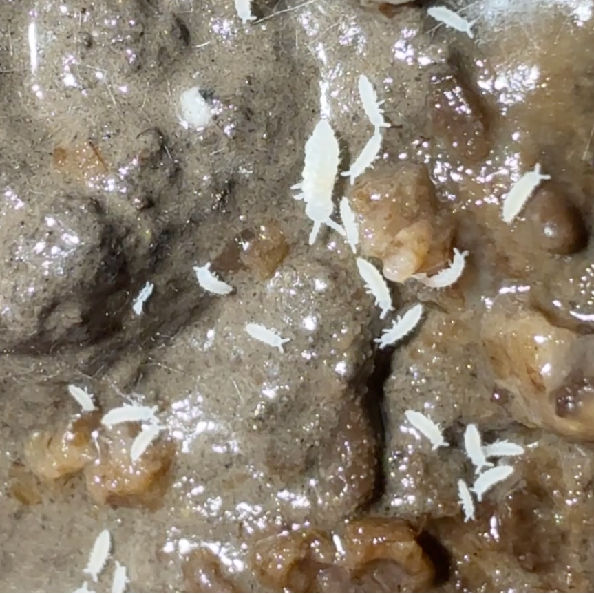True White Albino Springtails (Ceratophysella Sp.) on Clay