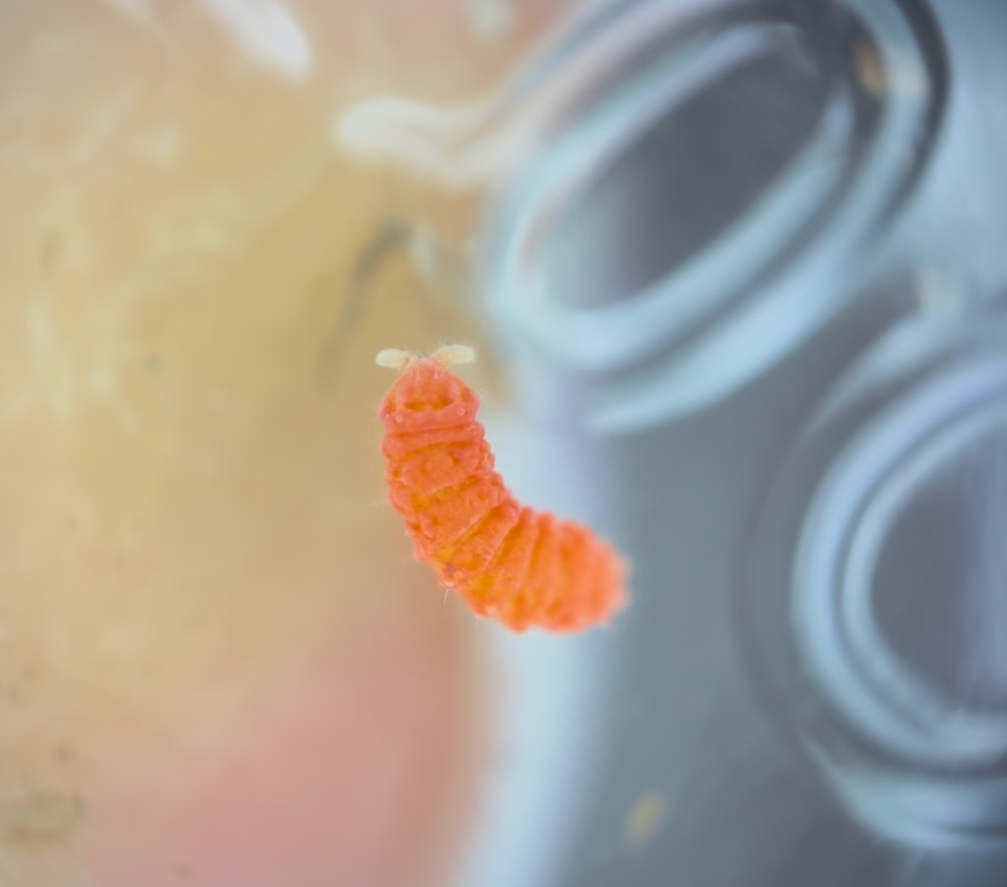Orange Springtails (Yuukianura aphoruroides) on Sphagnum