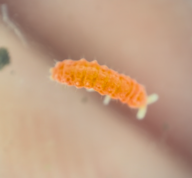 Orange Springtails (Yuukianura aphoruroides) on Sphagnum